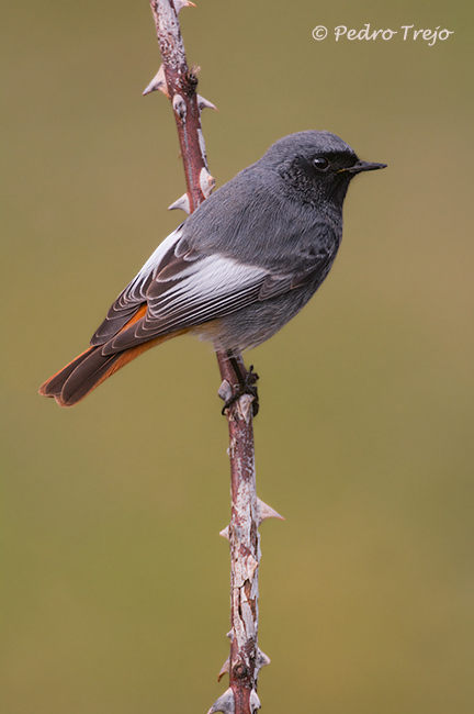 Colirrojo tizón (Phoenicurus ochruros)